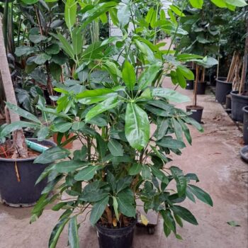 Schefflera Amate toef 180
