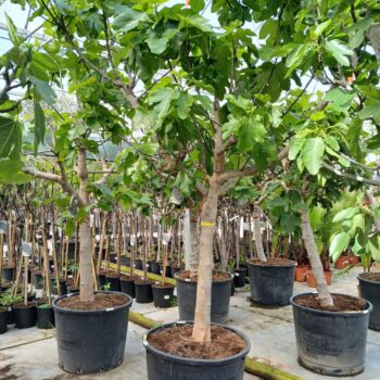 ficus carica