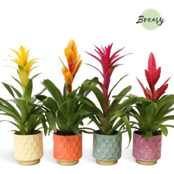 Bromelia Cupcake Havana