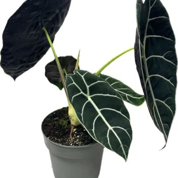 Alocasia Pride of Corup 14 cm