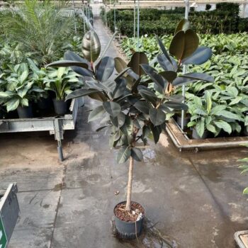 Ficus elastica abidjan stam 25/19 h150