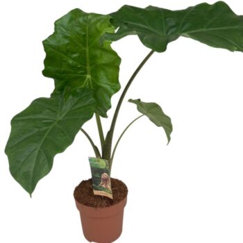 Alocasia Portodora