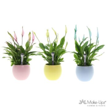 Spathiphyllum 13 cm Bellini Make Upz - Bolpot kleurenmix