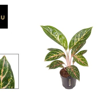 Aglaonema Coco Green