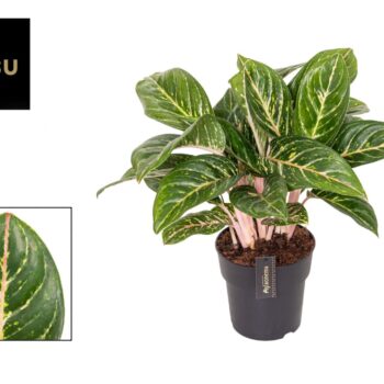 Aglaonema Coco Green