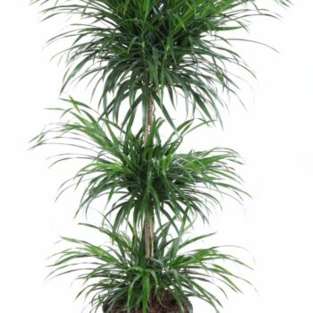 Dracaena Anita Varriegata Carrousel