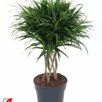 Dracaena Anita Varriegata Koker