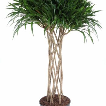 Dracaena Anita Varriegata Koker