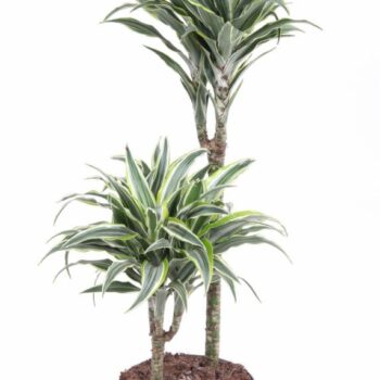 Dracaena Surprise 45-15