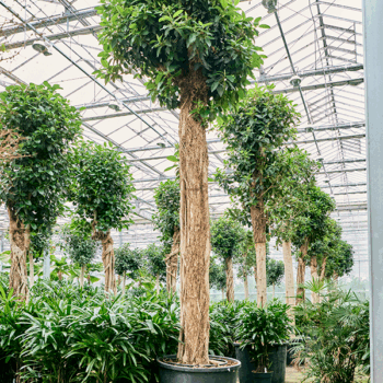 Ficus rubiginosa 'Australis' Stem