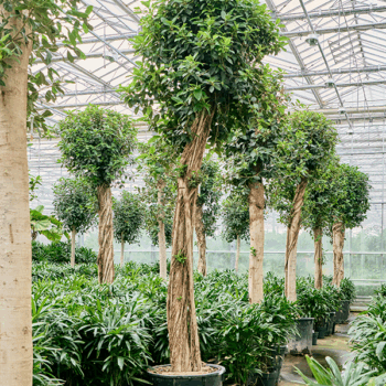 Ficus rubiginosa 'Australis' Stem