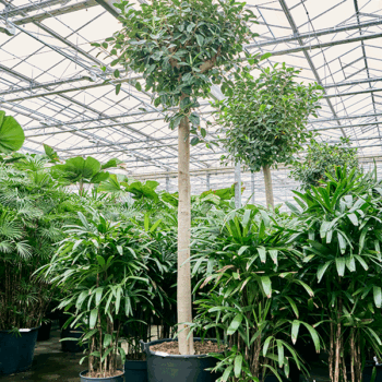 Ficus rubiginosa 'Australis' Stem