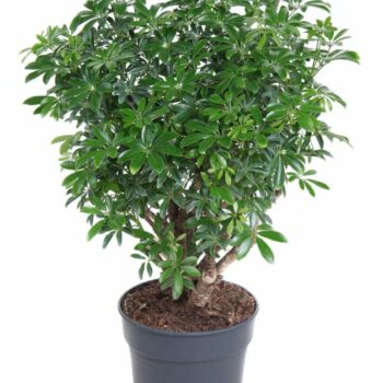 Schefflera Luseana P24