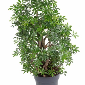 Schefflera Luseana P27