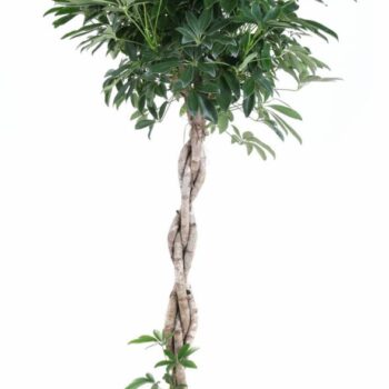 Schefflera Compacta gevlochten stam P27