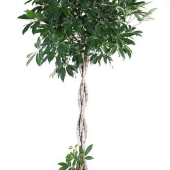 Schefflera Compacta gevlochten stam P31