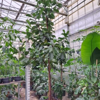 Ficus Lyrata stam 560