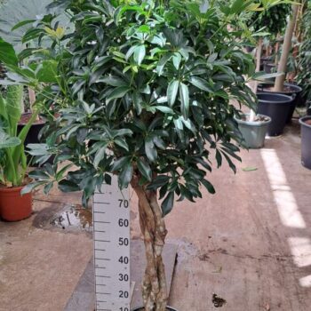 Schefflera arboricola 'Compacta' gevlochten stam 180