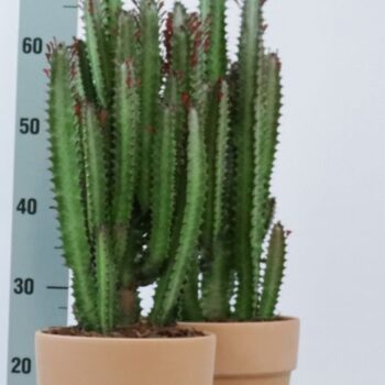 Euphorbia trigona rubra in toscaanse sierpot met bark