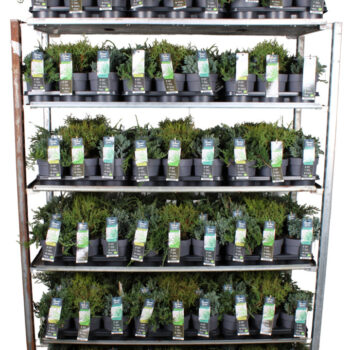 Coniferen mix tray P14