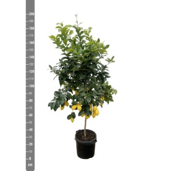 Citrus Lemon (citroen) - 200cm