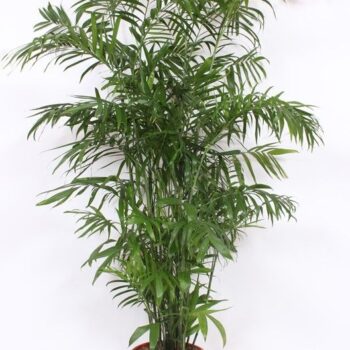 Chamaedorea Seifrizii