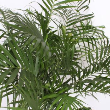 Chamaedorea Cataractarum