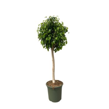 Ficus Benjamina 'Danielle' - 140cm