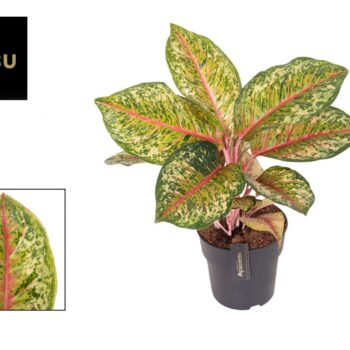 Aglaonema Carnival Queen