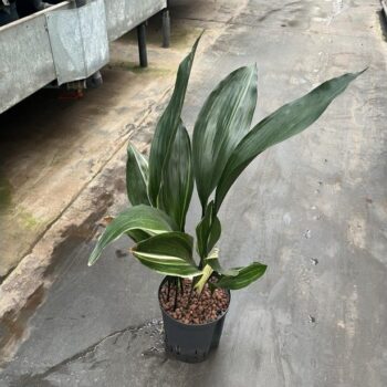 Aspidistra colores 18/19 h70