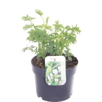 Dicentra spectabilis Alba