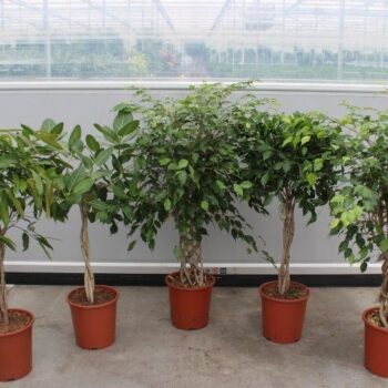 Ficus Mixkar