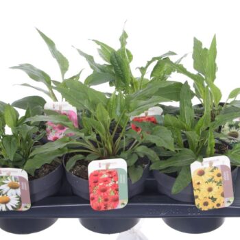Echinacea purpurea mix