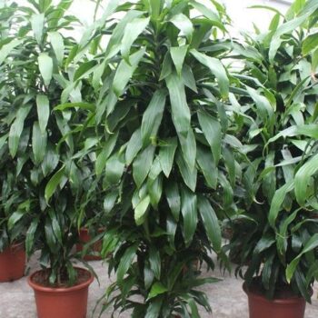 Dracaena Janet Craig