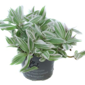 Tradescantia tricolor white