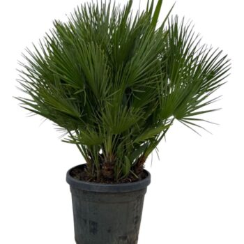 Chamaerops humilis / Eagle palm Multistam P50 140cm