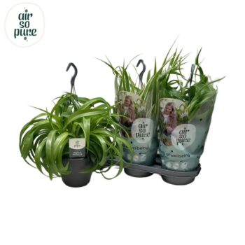 Chlorophytum Com gemengd Air So Pure®