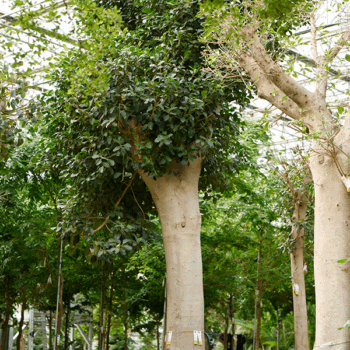 Ficus rubiginosa 'Australis' Stem