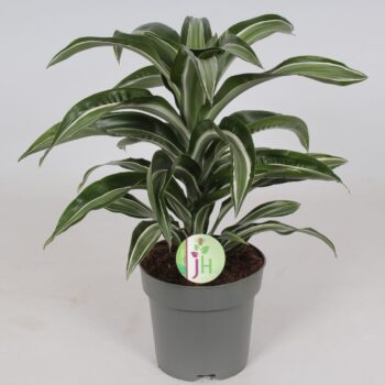 Dracaena 'Jade Jewel'