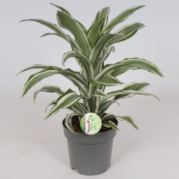 Dracaena 'White Jewel'