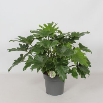 Philodendron 'Little Hope'