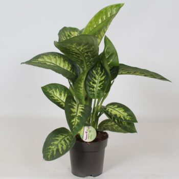 Dieffenbachia 'Reeva'