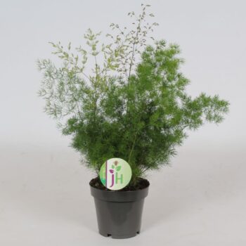 Asparagus 'Myriocladus'