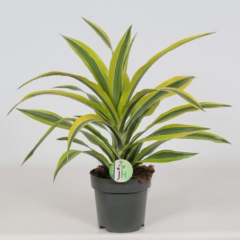 Dracaena 'Lemon Lime'