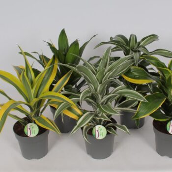 Dracaena mix