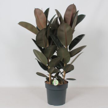 Ficus 'Abidjan'