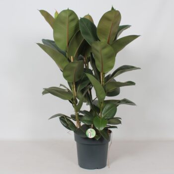 Ficus 'Robusta'
