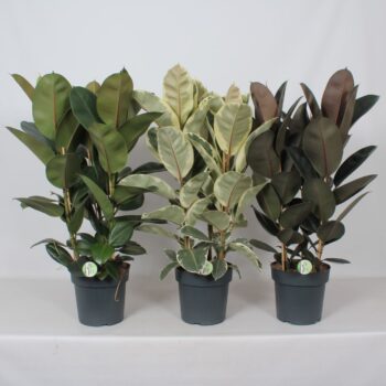 Ficus mix