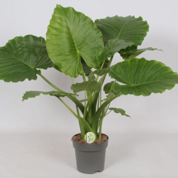 Alocasia Gageana 'California'
