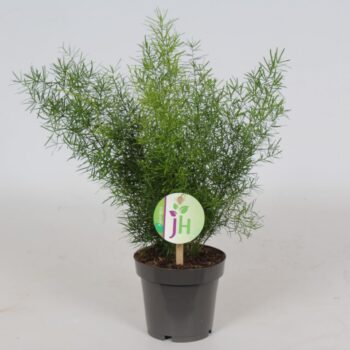 Asparagus 'Sprengeri'